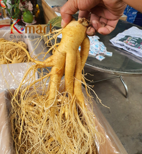 Nhân sâm tươi hàn quốc chính hãng thương hiệu NONGHUYP 