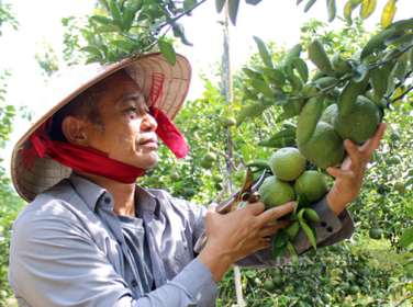 BẠN CÓ BIẾT BÌNH DƯƠNG CÓ NÔNG SẢN?