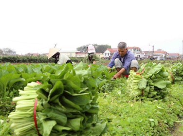 MƯA KÉO DÀI KHIẾN GIÁ RAU TĂNG MẠNH